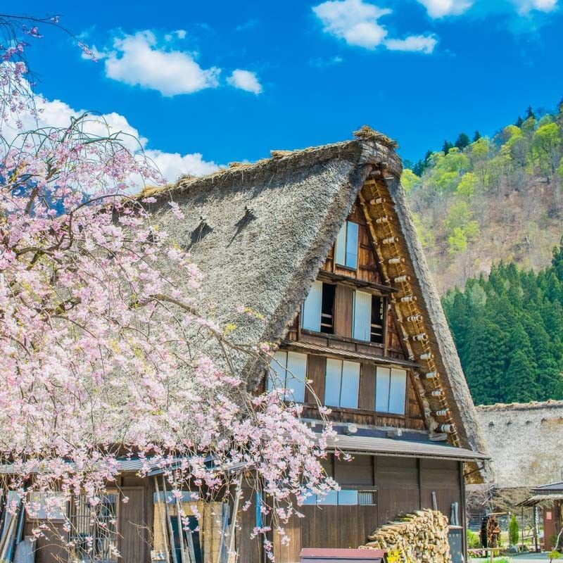 [독점할인] [아이트립] 나고야 출발: 시라카와고 & 다카야마 일일 버스투어 (한국어 가이드)