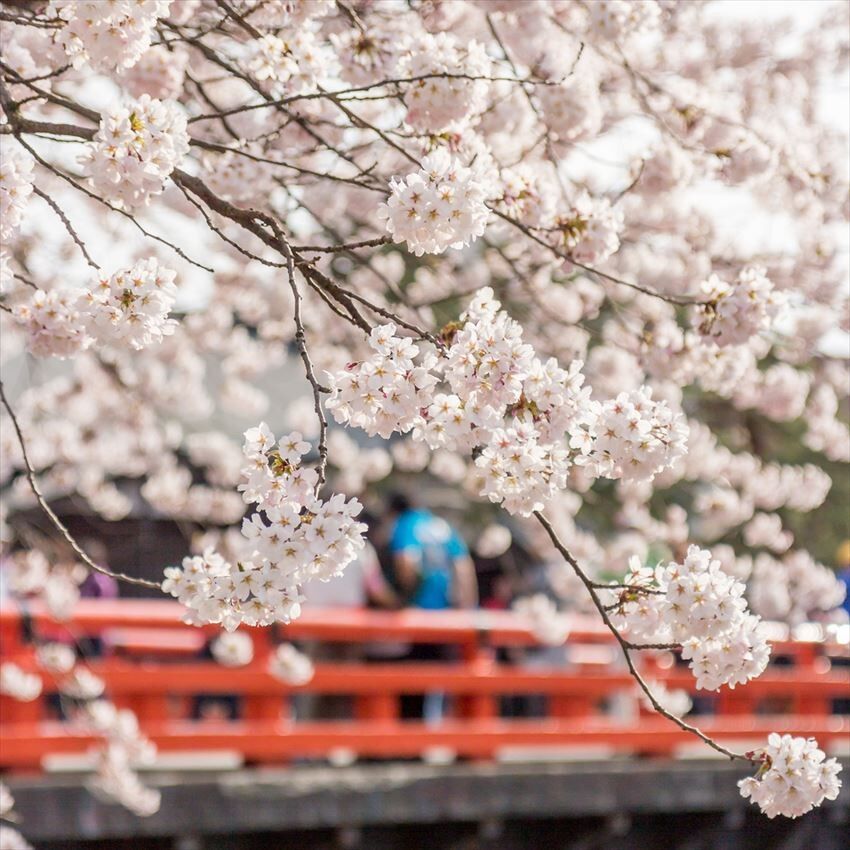 [독점할인] [아이트립] 나고야 출발: 시라카와고 & 다카야마 일일 버스투어 (한국어 가이드)
