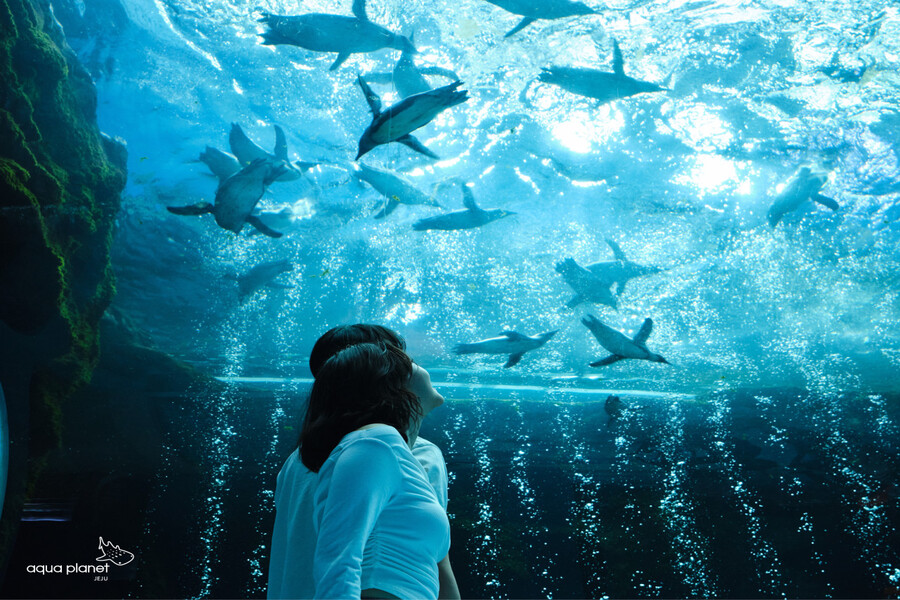 제주 아쿠아플라넷 입장권 & 늦은 오후권