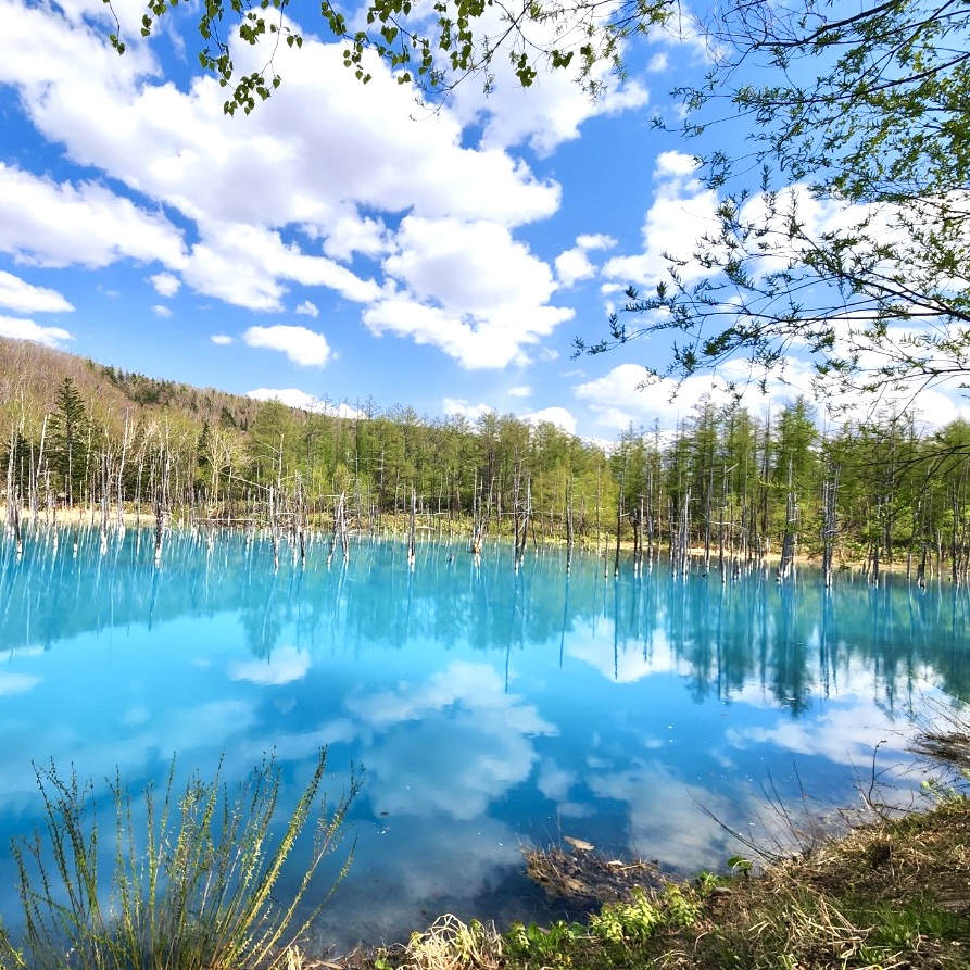 [마이재팬] 홋카이도 비에이 후라노 1일 프라이빗투어/소규모투어/한국인 드라이빙 가이드