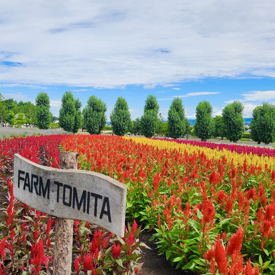 [마이재팬] 홋카이도 비에이 후라노 1일 프라이빗투어/소규모투어/한국인 드라이빙 가이드