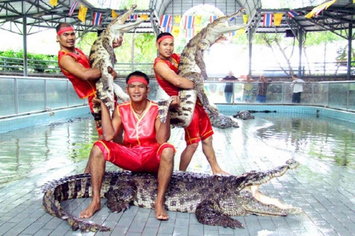 파타야 악어 농장 & 케이브 비치 클럽 반일 단독 투어 (왕복 단독차량 포함)