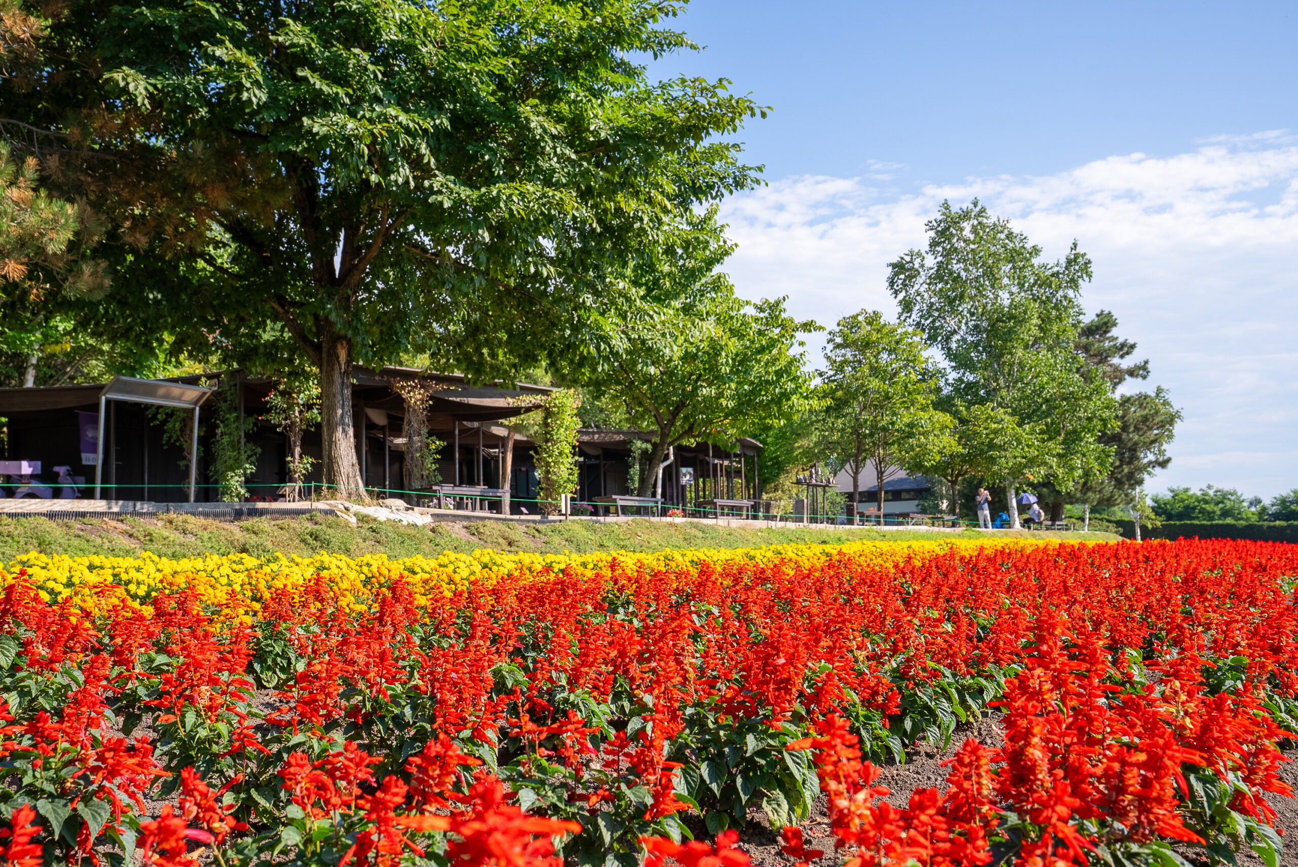 홋카이도 비에이 & 후라노 일일 버스 투어 - 준페이 식당 예약
