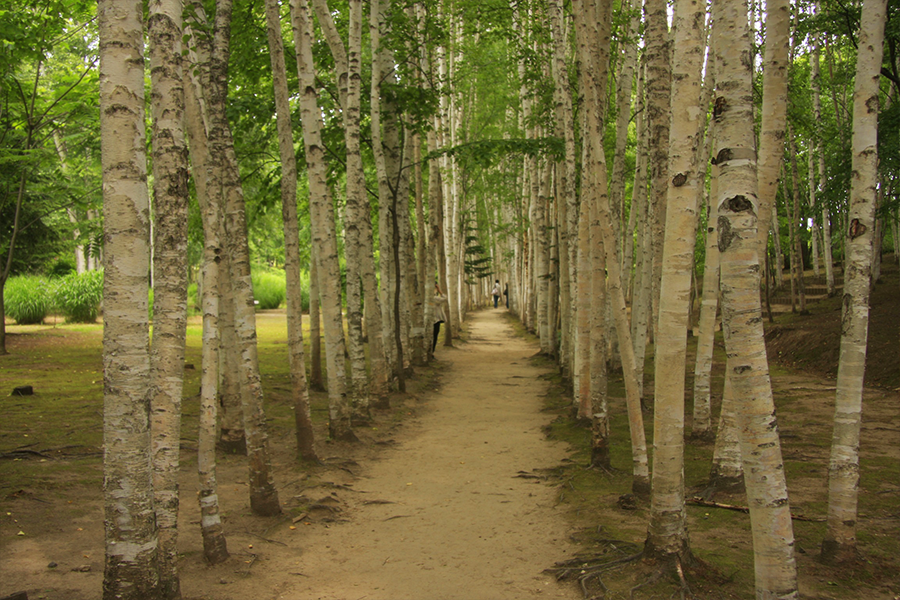 [흰그림자투어] 홋카이도 비에이 후라노 소규모 디럭스 일일투어