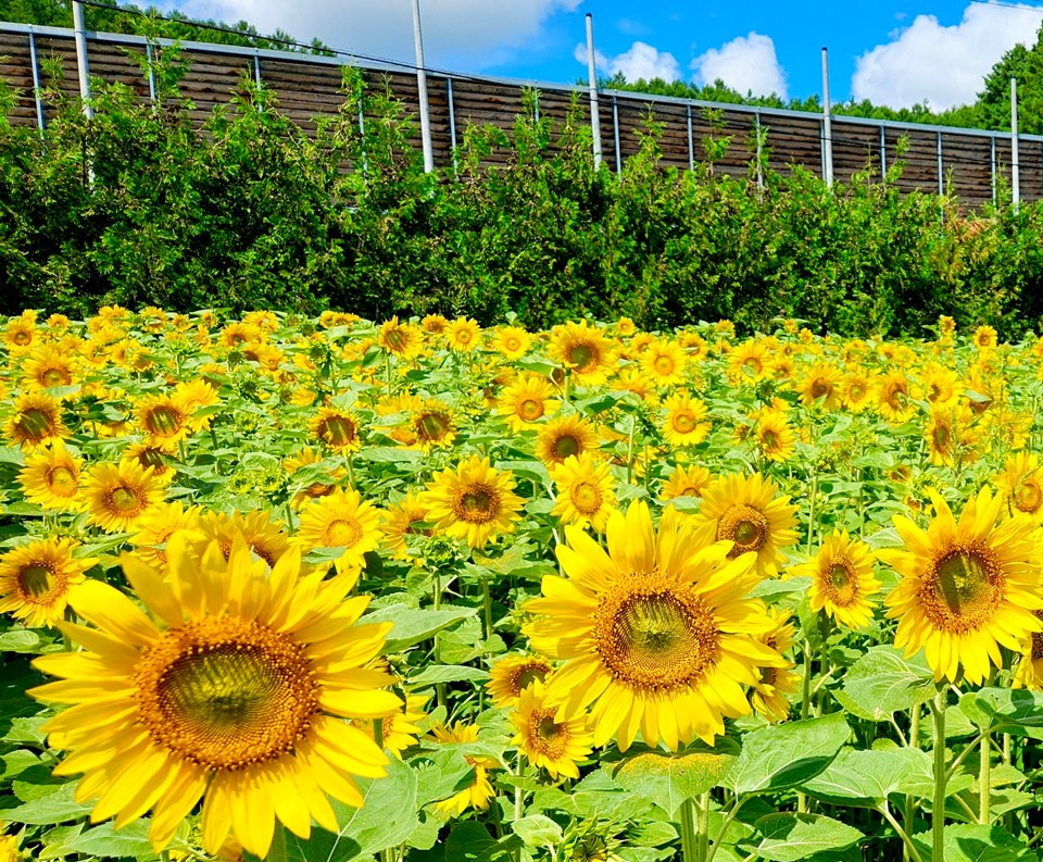 [마이재팬] 비에이 후라노 버스투어 / 넉넉한 체류시간 / 호텔런치로 여유있게 / 하차2곳