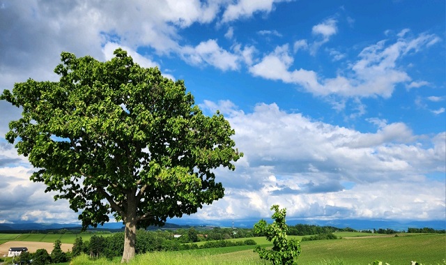 [마이재팬] 비에이 후라노 버스투어 / 넉넉한 체류시간 / 호텔런치로 여유있게 / 하차2곳