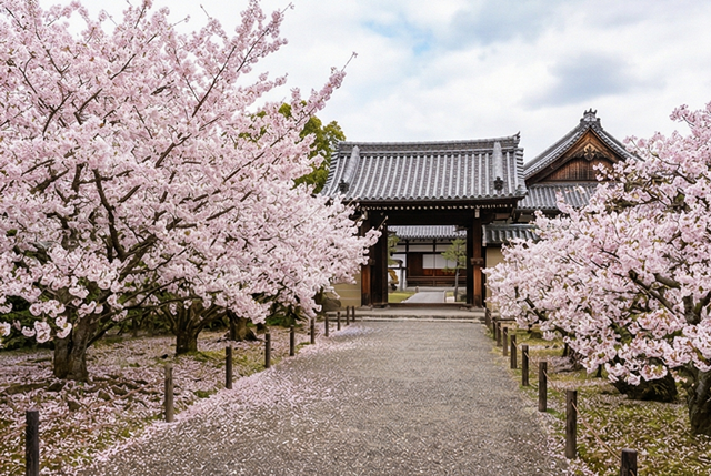 京都 仁和寺 御所庭園+御室花まつり桜祭り 入場チケット