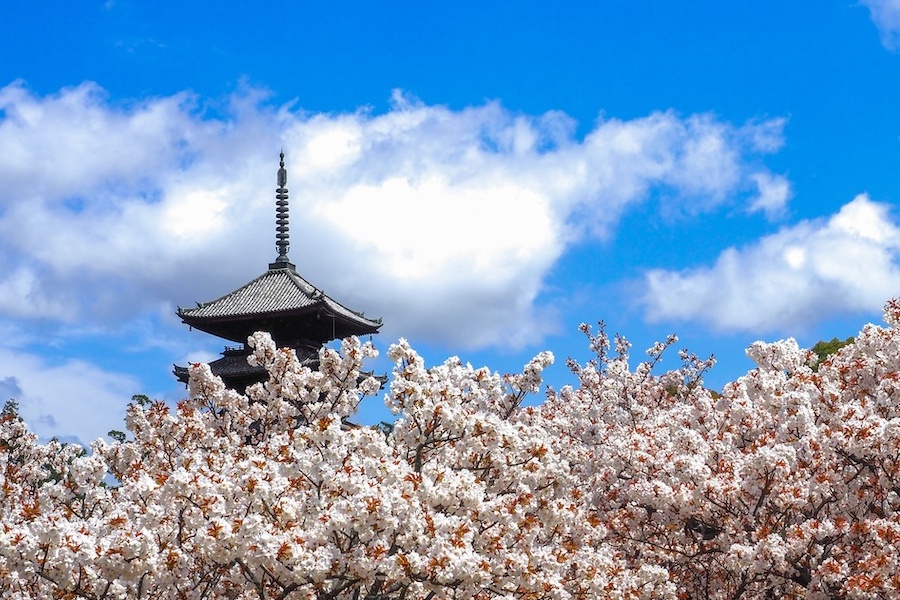 京都 仁和寺 御所庭園+御室花まつり桜祭り 入場チケット