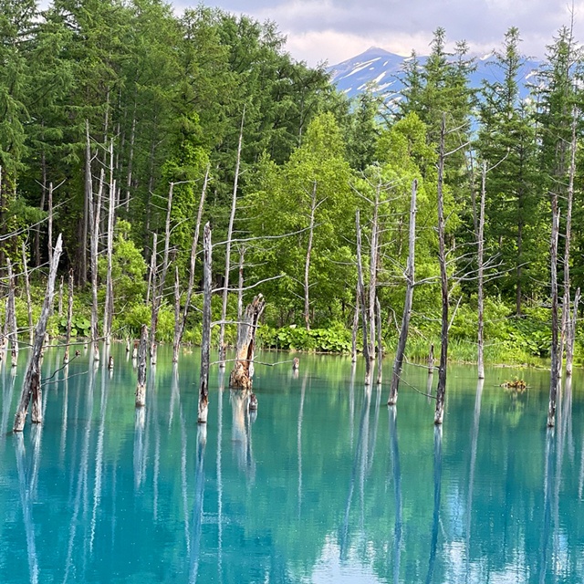[독점할인] [아이트립] 삿포로 출발: 비에이 & 후라노 일일 투어 (패치워크 로드, 비에이역, 청의 호수, 흰 수염 폭포, 탁신관, 크리스마스 나무)