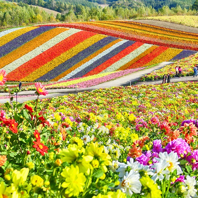 [독점할인] [아이트립] 삿포로 출발: 비에이 & 후라노 일일 투어 (패치워크 로드, 비에이역, 청의 호수, 흰 수염 폭포, 탁신관, 크리스마스 나무)