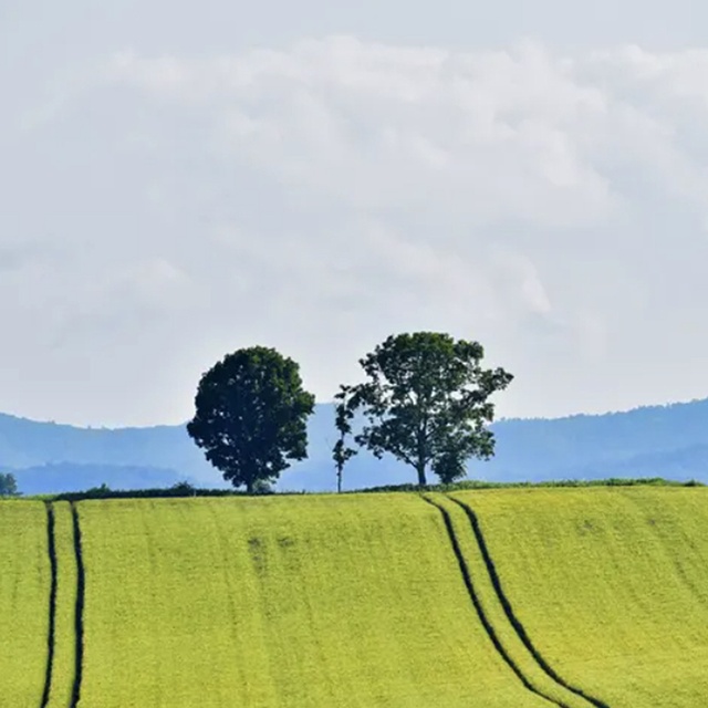 【外国人限定】【アイトリップ】札幌発：美瑛＆富良野日帰りツアー（パッチワークの路、美瑛駅、青い池、白ひげの滝、拓真館、クリスマスツリー）
