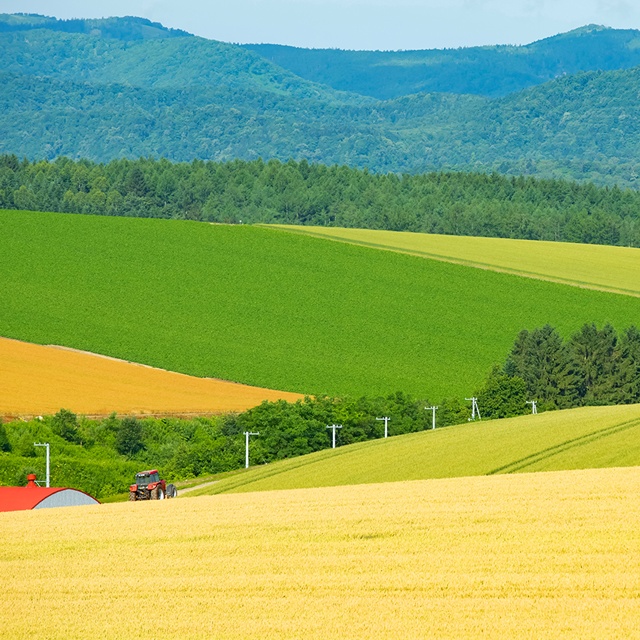 【外国人限定】【アイトリップ】札幌発：美瑛＆富良野日帰りツアー（パッチワークの路、美瑛駅、青い池、白ひげの滝、拓真館、クリスマスツリー）