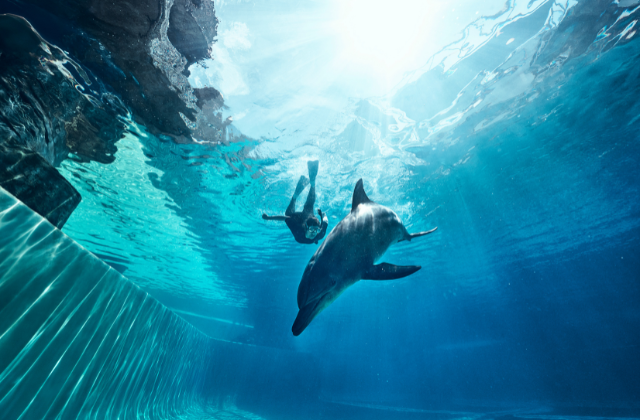 Singapore Adventure Cove Waterpark & Dolphin Island Experience (Marine Mammal Habitat)