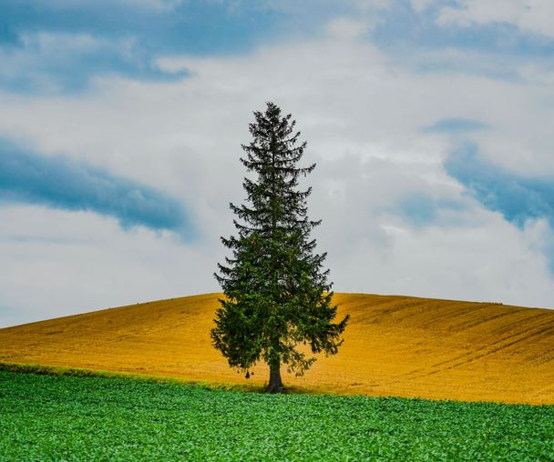 activity_detail_image