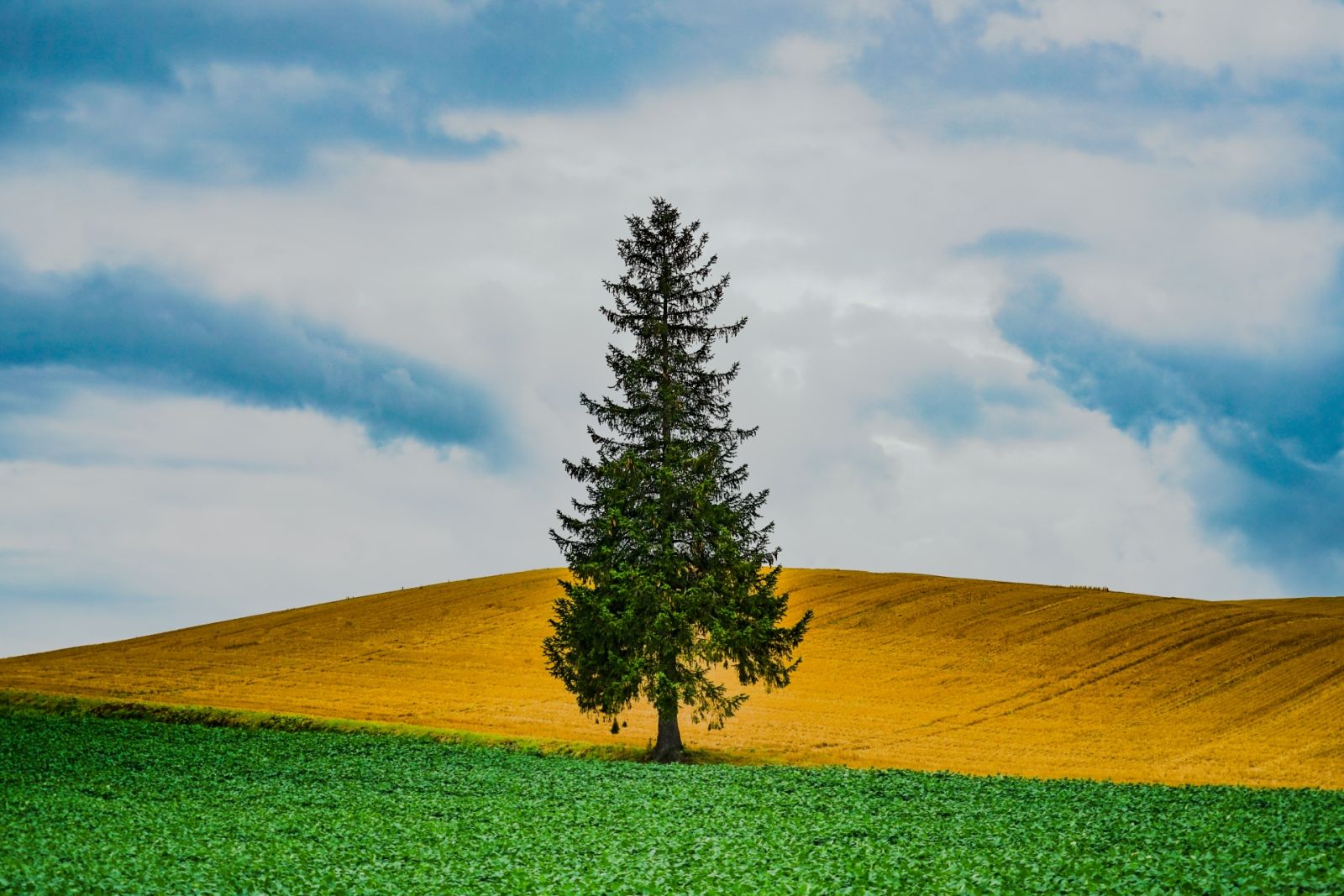 [엔데이트립] 삿포로 비에이 후라노 버스투어 (1인부터 출발 확정)