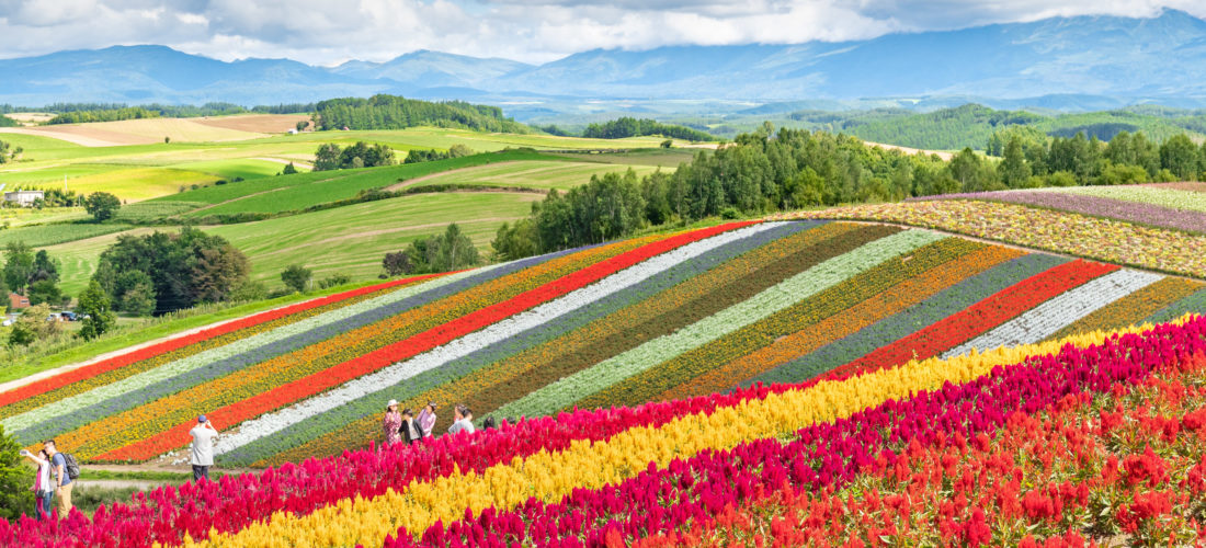 [엔데이트립] 삿포로 비에이 후라노 버스투어 (1인부터 출발 확정)
