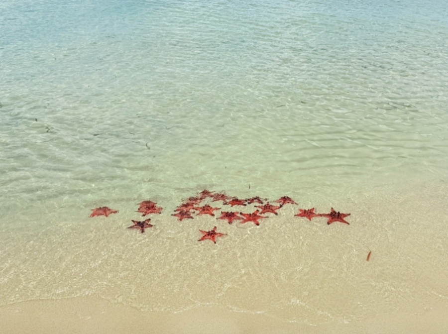 푸꾸옥 스타피쉬 비치 (불가사리 해변) 투어