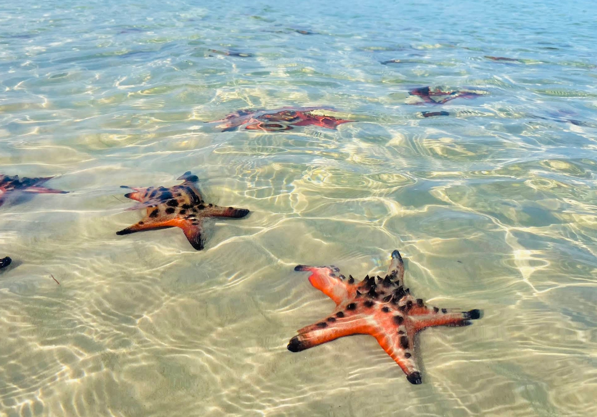 푸꾸옥 스타피쉬 비치 (불가사리 해변) 투어