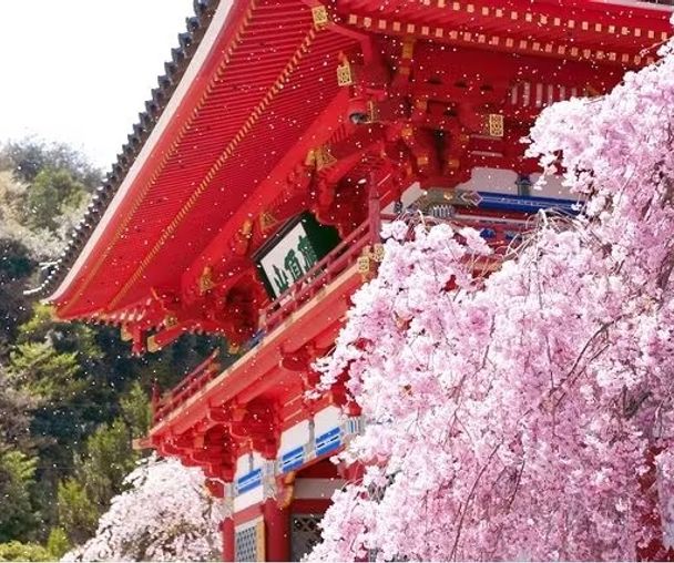 activity_detail_image