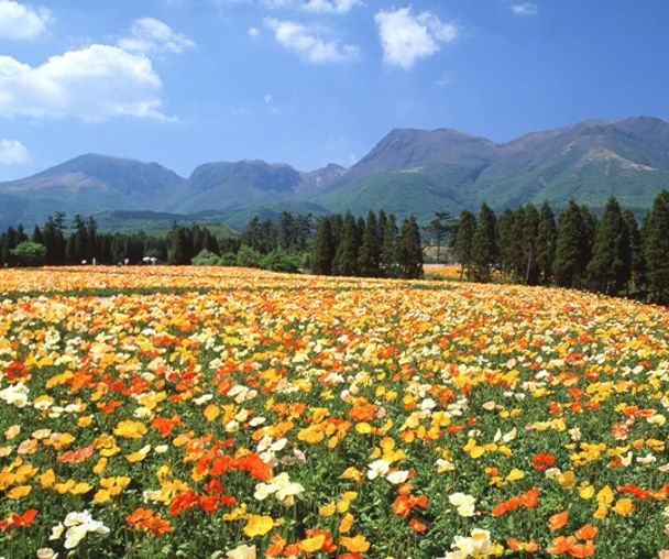 activity_detail_image