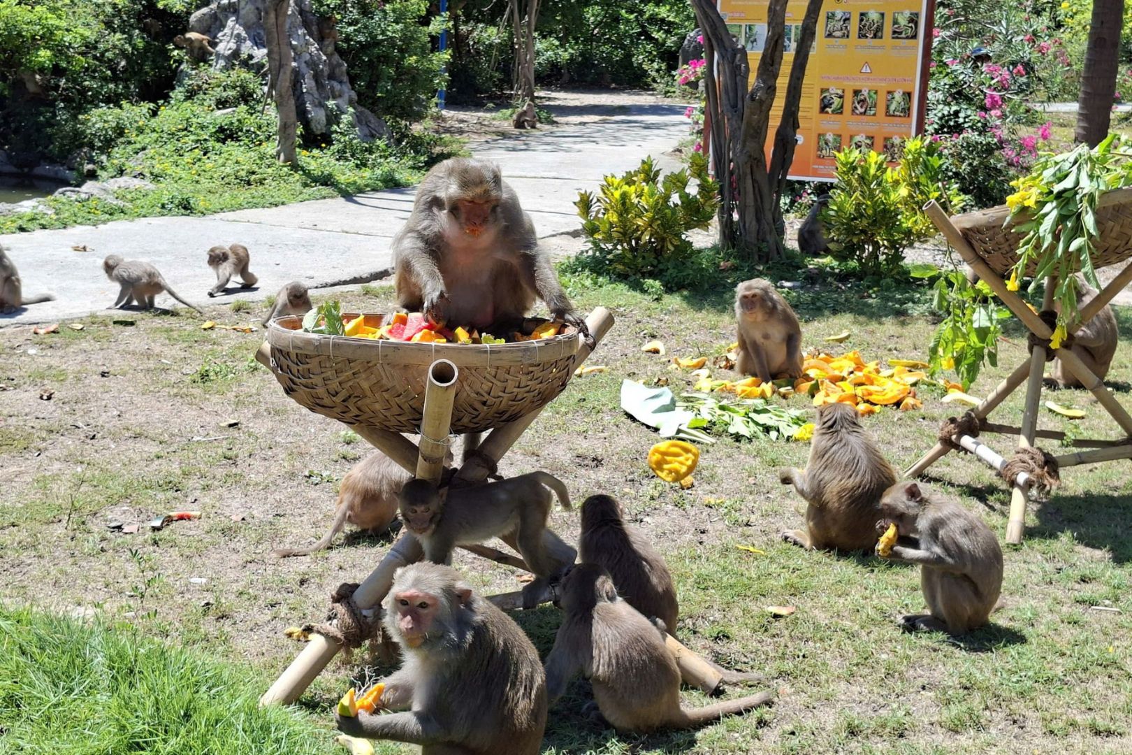 나트랑 근교 원숭이섬 + 화란섬 투어 (점심 포함)