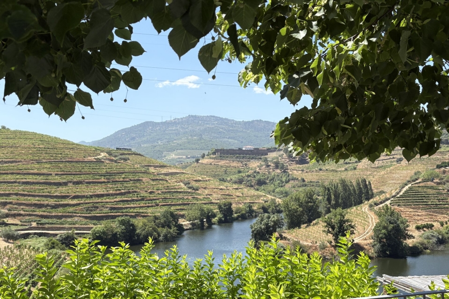 포르투 근교 그린와인 & 포트와인 와이너리 투어 (한국어 가이드 / 소규모)