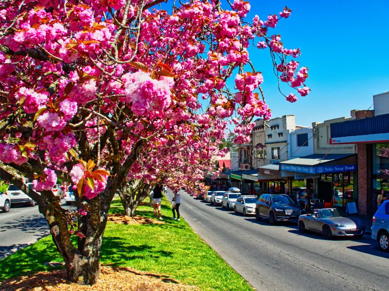 시드니 블루마운틴의 두 계곡 자연 산책 + 루라 마을 & 세자매봉 & 고베츠 립 일일 투어