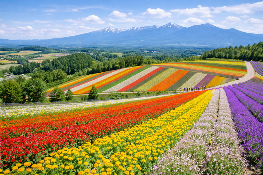 [흰그림자투어] 홋카이도 비에이 & 후라노 버스 투어 - 쥰페이 자동 예약