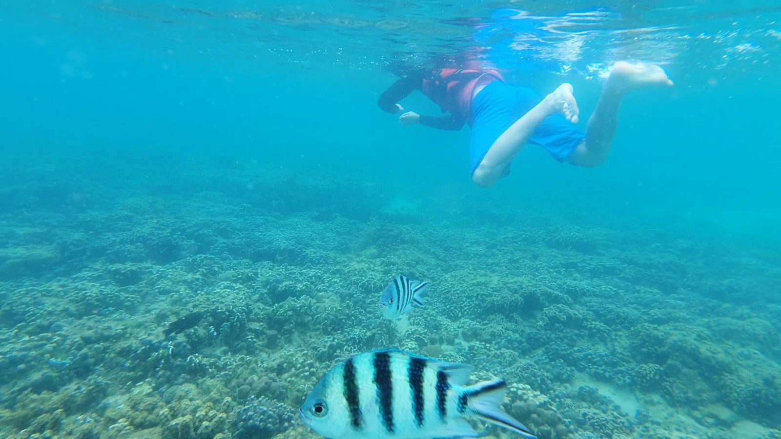 코타키나발루 사피섬 호핑 투어 (KK라운지 무료 이용)