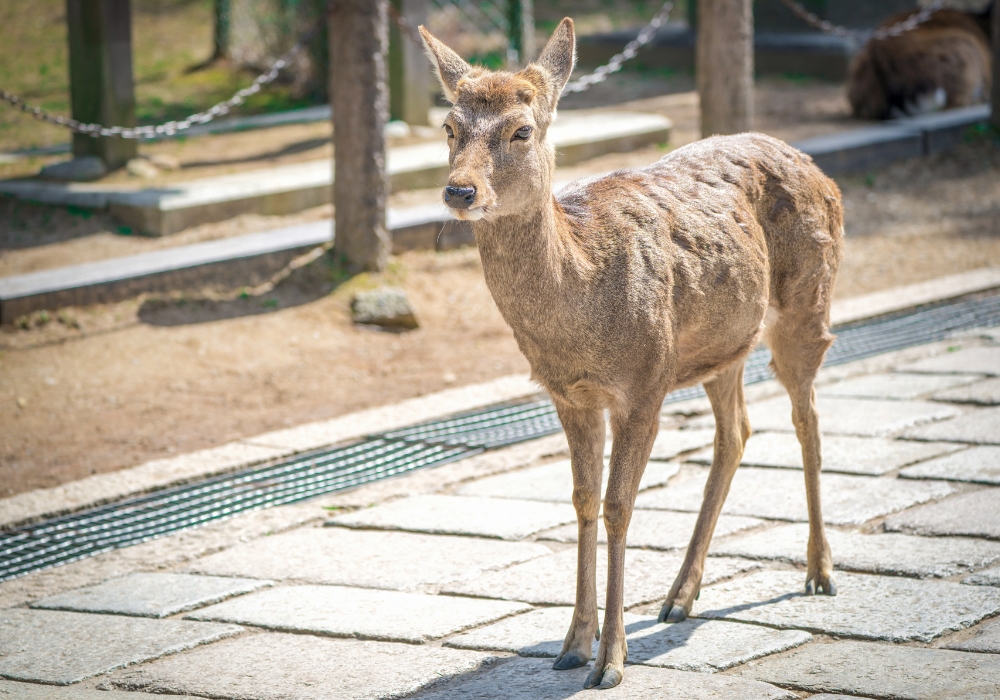나라 & 오사카 프라이빗 차량 일일 투어 (픽업 & 샌딩 + 무료 스냅사진 촬영 포함)