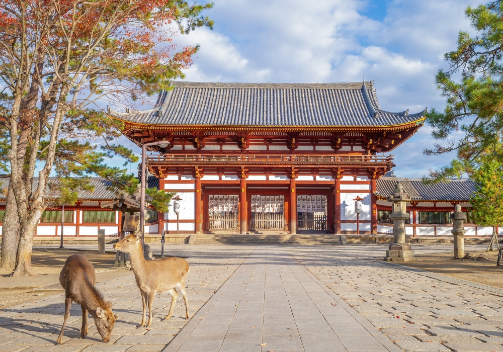 나라 & 교토 프라이빗 차량 일일 투어 (픽업 & 샌딩 + 무료 스냅사진 촬영 포함)