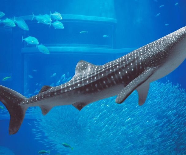 activity_detail_image