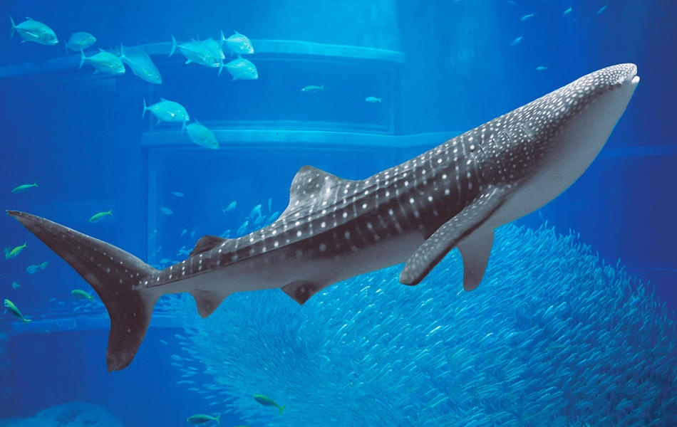 오사카 프라이빗 차량 일일 투어 (픽업 & 샌딩 + 무료 스냅사진 촬영 포함)