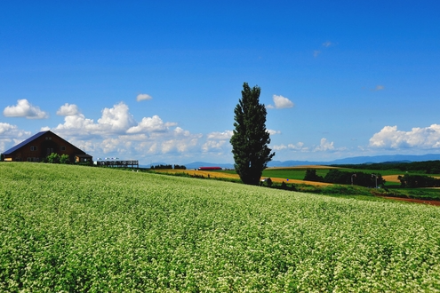 [라쿠투어] [닝구르방문/준페이매장식사] 북해도 삿포로 비에이 후라노 버스투어