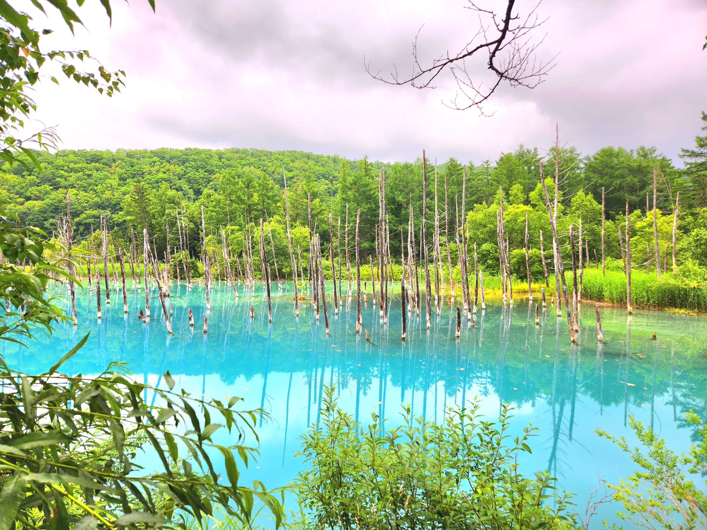 [라쿠투어] [닝구르방문/준페이매장식사] 북해도 삿포로 비에이 후라노 버스투어