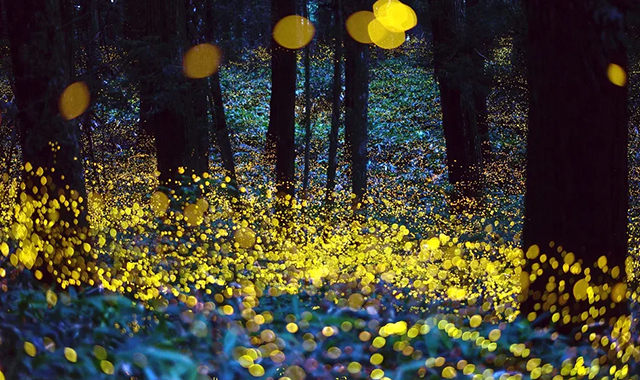 코타키나발루 동막골 가성비 반딧불 투어