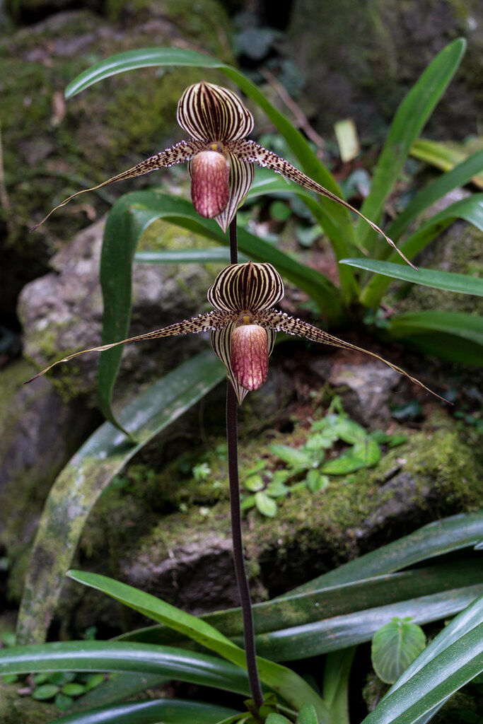 코타키나발루 국립공원 단독 투어