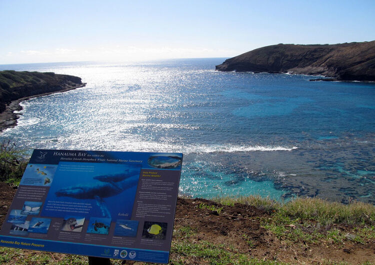 하와이 하나우마베이 스노클링 투어 (장비 무료 대여)