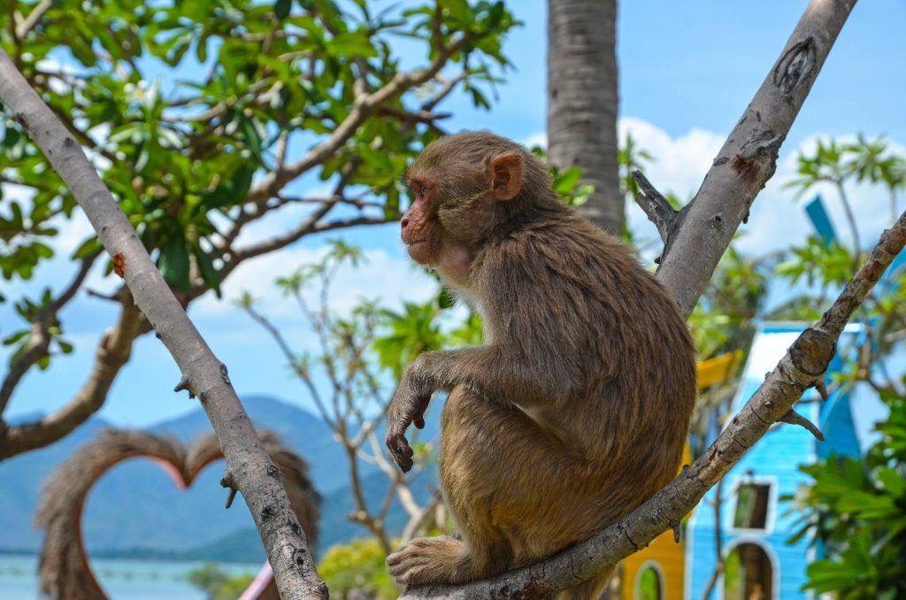 [피크타임] 나트랑 화란섬 & 원숭이섬 스피드보트 투어