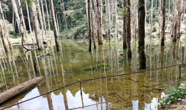 Wangyou Forest & Shanlinxi Day Tour by JJ Taxi Tour (Taipei Departure)