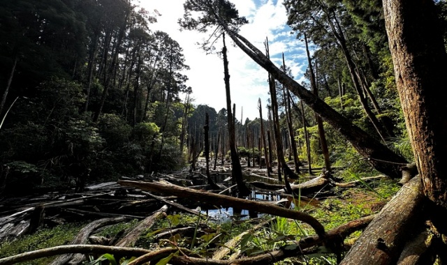 Wangyou Forest & Shanlinxi Day Tour by JJ Taxi Tour (Taipei Departure)