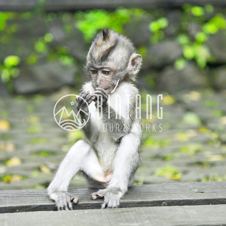발리 우붓 ATV & 아융강 래프팅 투어