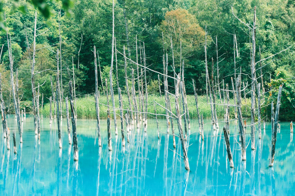 [와쿠와쿠프리미엄] 북해도 비에이 후라노 일일 버스투어 홋카이도 1호선 준페이 (29인승 VIP 리무진버스)