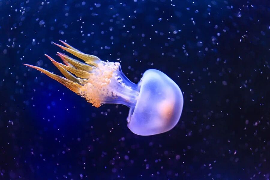 중국 상하이 해양수족관 입장권