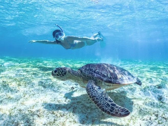 【独占割引】宮古島 ウミガメ シュノーケリングツアー