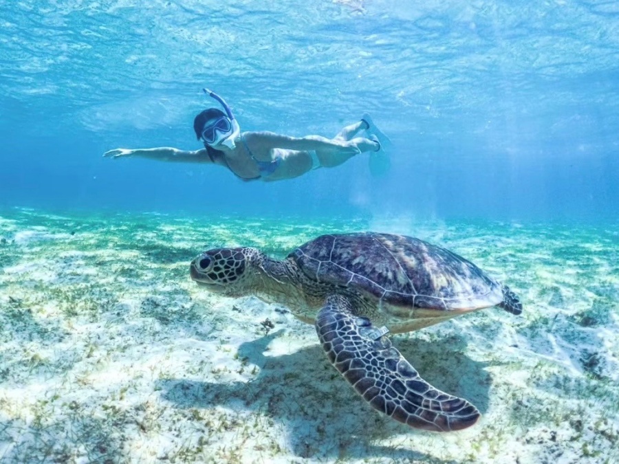 [독점할인] 미야코지마 바다 거북이 스노클링 투어