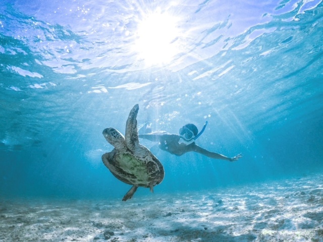 [독점할인] 미야코지마 바다 거북이 스노클링 투어
