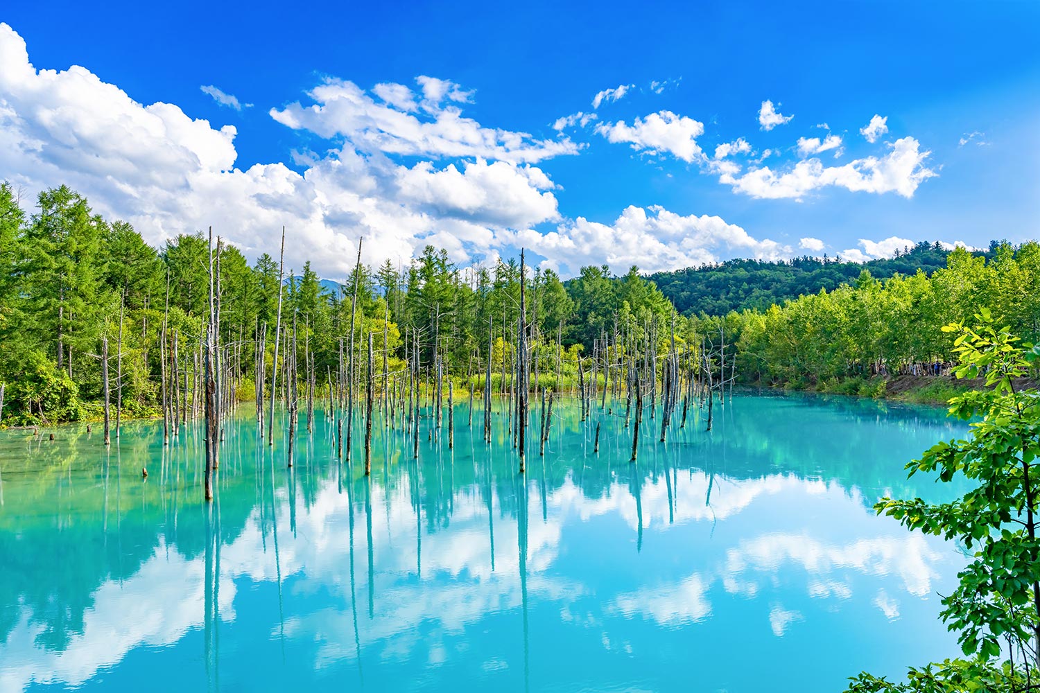 [독점할인] [여행한그릇] 삿포로 출발: 비에이 버스투어 그리고 라이카 무료 사진 촬영