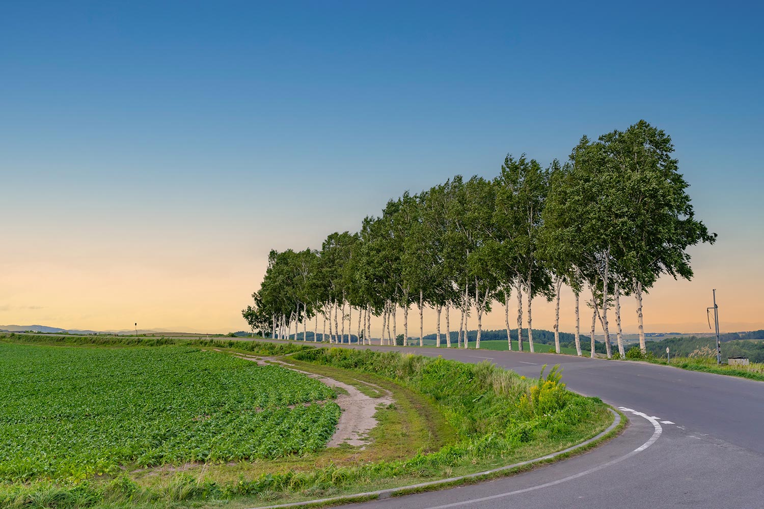 [독점할인] [여행한그릇] 삿포로 출발: 비에이 버스투어 그리고 라이카 무료 사진 촬영