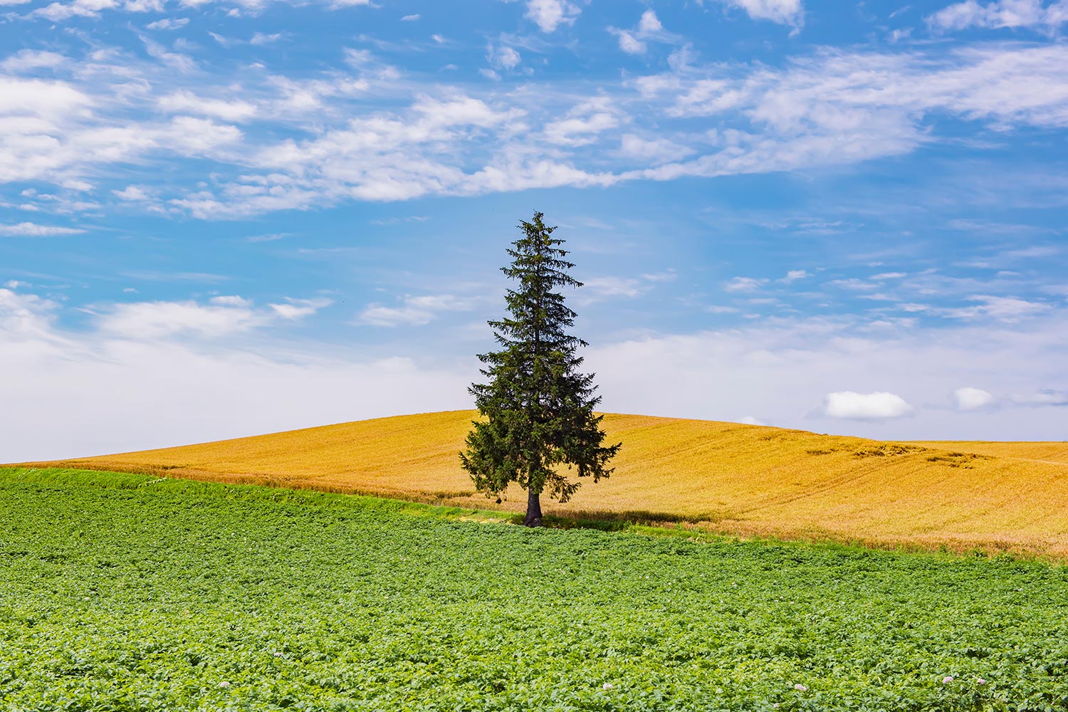 [독점할인] [여행한그릇] 삿포로 출발: 비에이 버스투어 그리고 라이카 무료 사진 촬영